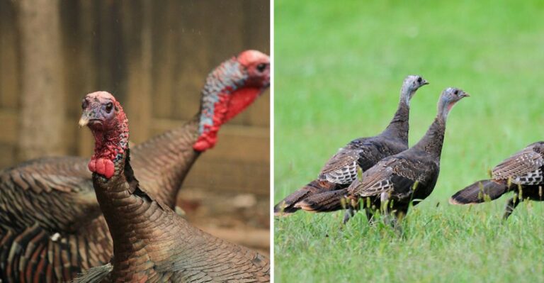 What It Means When You Spot A Wild Turkey In Your Pennsylvania Yard This Fall