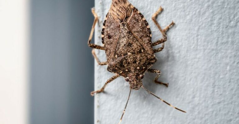 The Fall Pest Ohio Gardeners Notice On The House Before They Notice It In The Yard