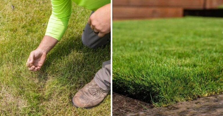 What Zoysia Grass Needs In September After A Brutal Texas Summer