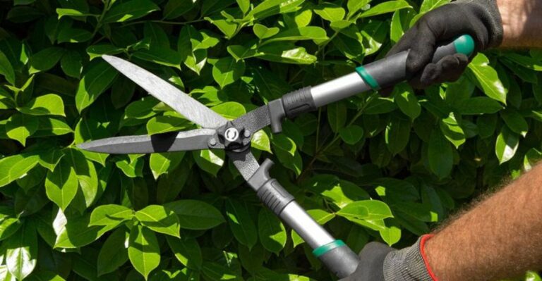 Pruning Gardenias In Georgia This Fall Cuts Off Next Summer’s Flowers