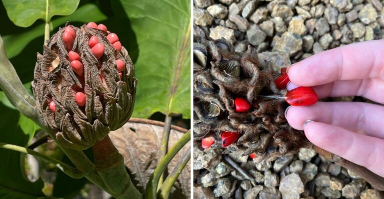 Why North Carolina Magnolia Trees Grow Red Seed Pods This September