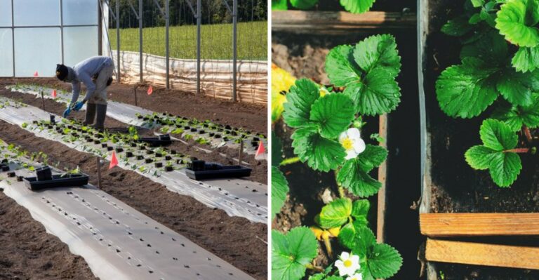 How Louisiana Strawberry Growers Are Preparing Beds For The State’s Signature Fall Planting Season