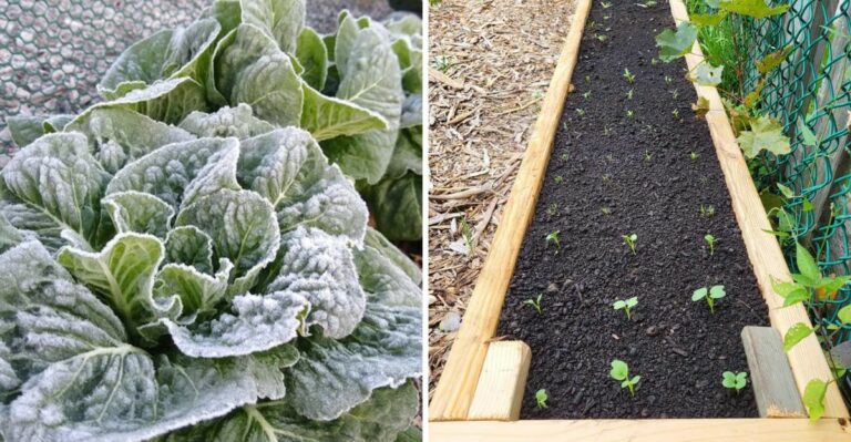 How To Start A California Cool Season Garden Without Planting Too Early