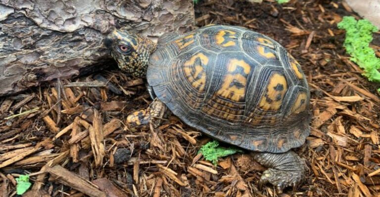 What To Do If You Find A Box Turtle Crossing Your Georgia Yard