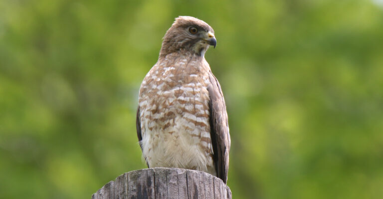 hawks (featured image)