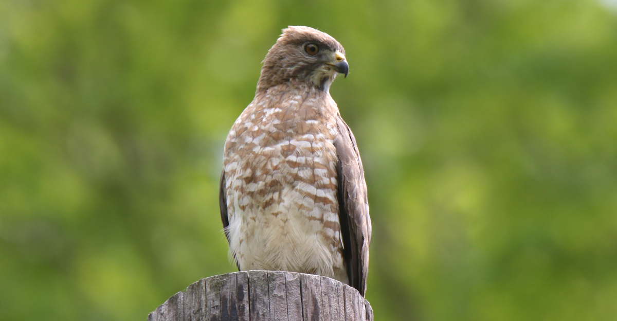 hawks (featured image)