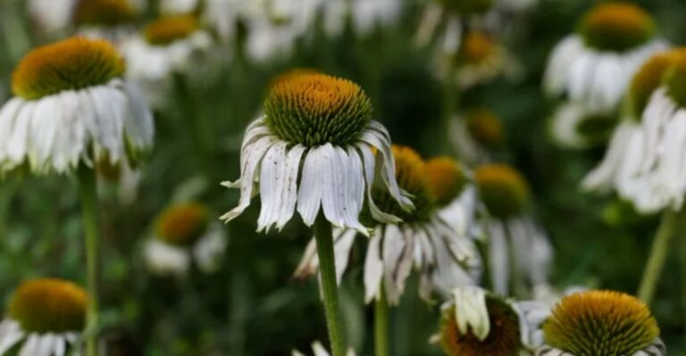 Why Healthy-Looking Coneflowers Suddenly Wilt And Fade