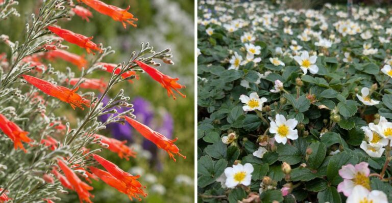 These California Groundcovers Bloom Instead Of Just Sitting Green
