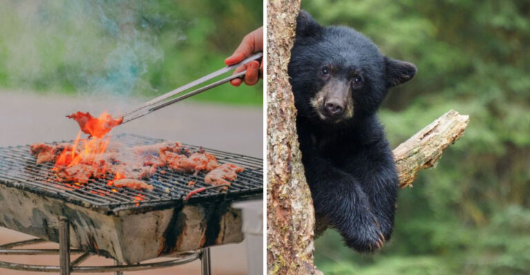 Why Black Bears Are Raiding More New Jersey Trash Cans And Feeders Before Winter Sets In