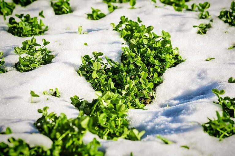Cover Your Wisconsin Garden Beds With These Winter Cover Crops Before The Ground Freezes