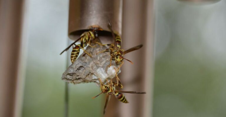 8 Reasons Late Summer Is Peak Season For Paper Wasp Nests In New Jersey