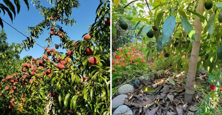 8 California Fruit Trees That Benefit From A Fall Layer Of Compost