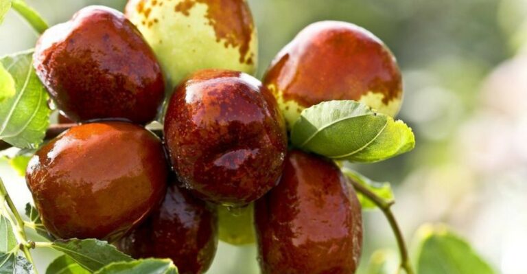 Why Jujube Trees Are One Of California’s Most Overlooked Drought-Tolerant Fruit Trees