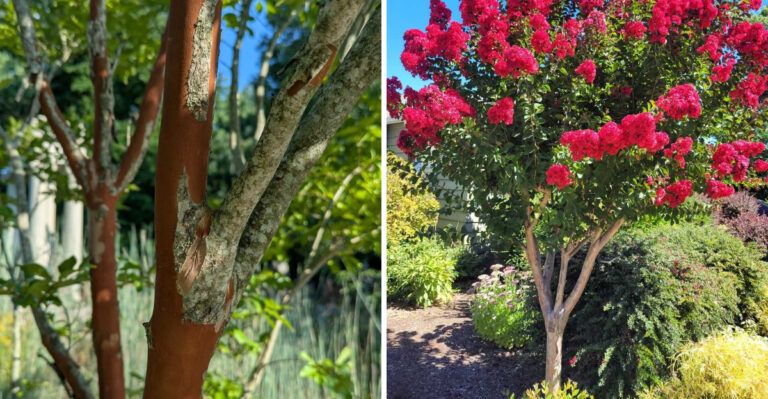Why Georgia Crape Myrtle Bark Peels And Fall Makes It Easier To Notice