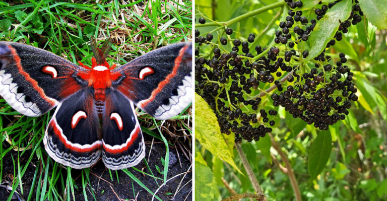 This Native Michigan Shrub Feeds Cecropia Moth Caterpillars And Anchors A Fall Border