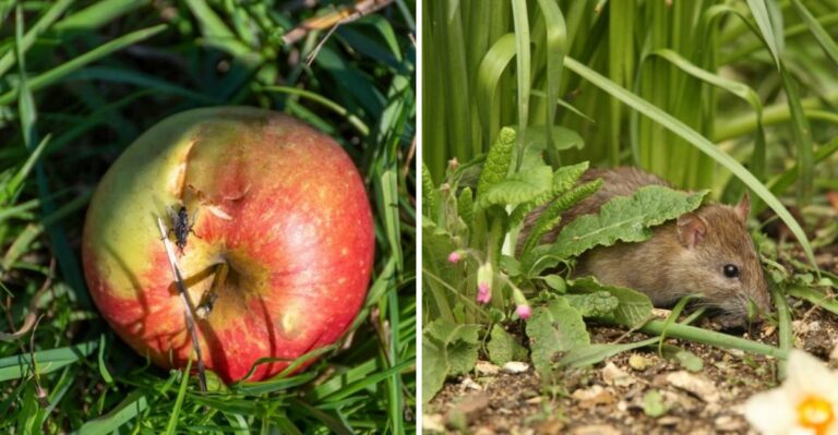 Why Do Rats Move Into Pennsylvania Yards The Moment Fall Arrives