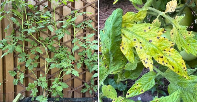 How To Stop Heavy Rain From Splashing Disease Onto Ohio Tomatoes