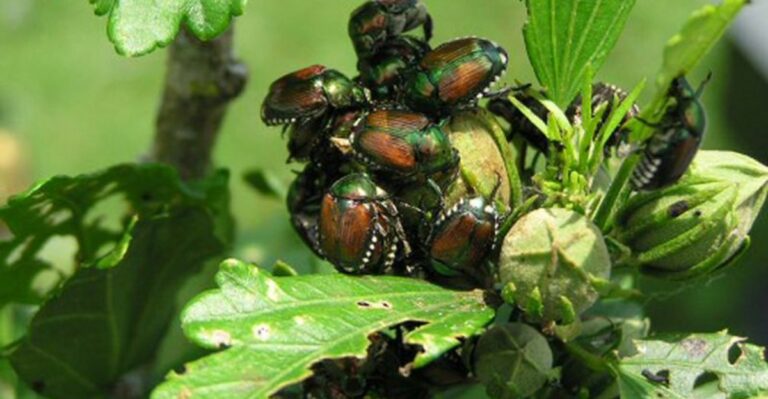 How Michigan Gardeners Reduce Japanese Beetle Damage Without Chemicals