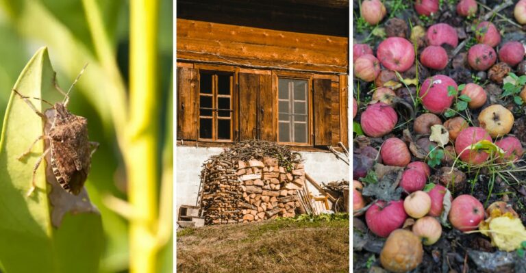 These Pennsylvania Yard Mistakes Can Attract More Stink Bugs To Your Home