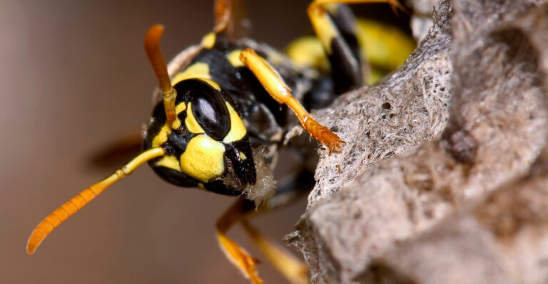 Illinois Wasps Are Entering Their Most Defensive Two Weeks Of The Year