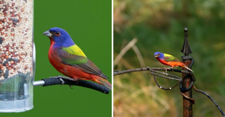 The Simple Habit That Brings More Painted Buntings To Texas Yards Before They Migrate