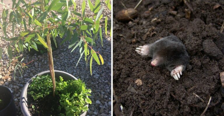 Smells Oregon Moles Dislike (And Whether They Actually Keep Them Away)