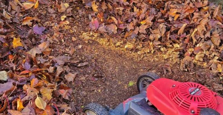 What To Do With North Carolina Leaves This Fall Instead Of Bagging Them