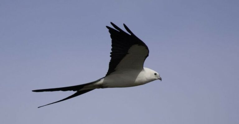 Why Florida’s Swallow-Tailed Kites Suddenly Disappear In September