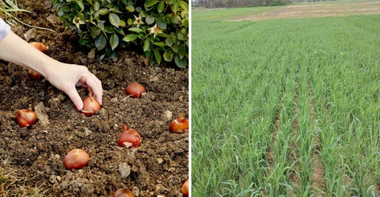 What Every Pennsylvanian Should Plant This October Before Winter Nights Arrive