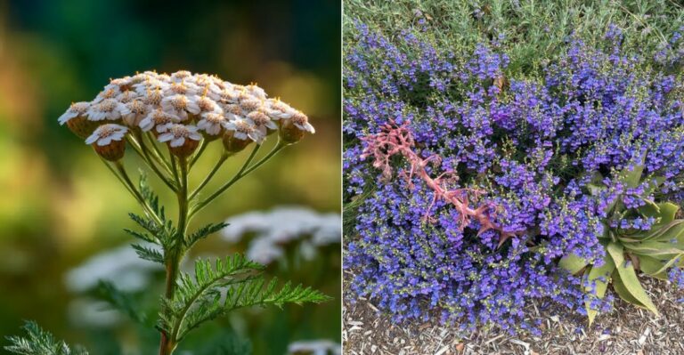 Which California Perennials Actually Benefit From A September Feeding