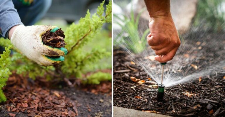 7 Things Every Texas Gardener Should Do Before October