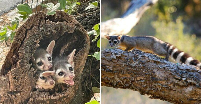 Why Ringtails Are Showing Up In More California Backyards This Fall
