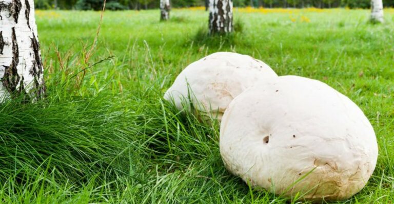 The White Ball The Size Of A Soccer Ball Appearing In Indiana Lawns