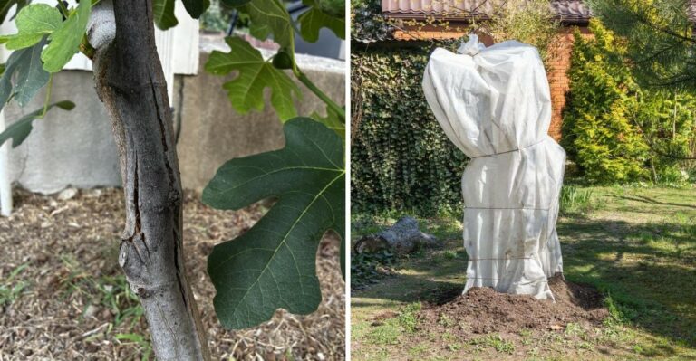 What Happens To Unprotected Ohio Fig Trees After The First Freeze