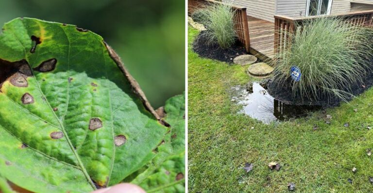 What A Super El Niño Wet Fall Means For Your California Garden