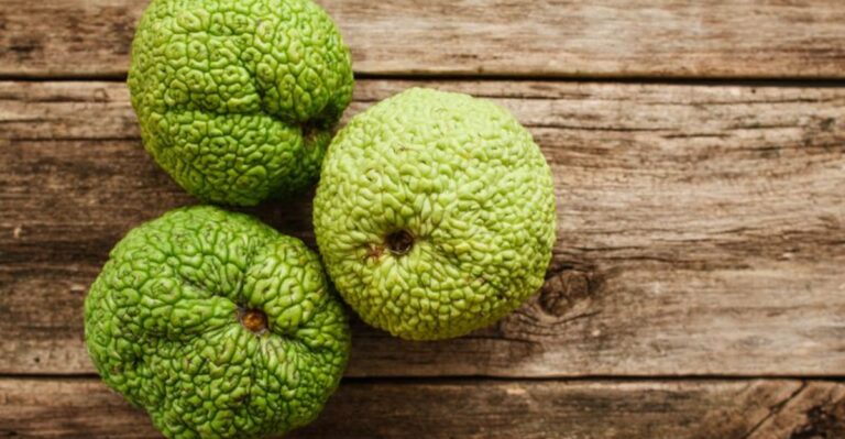 Why Hoosiers Still Tuck Hedge Apples Into Basements Each Fall