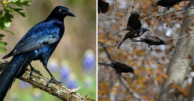 What It Really Means When Grackles Flock To Your Texas Yard This Fall