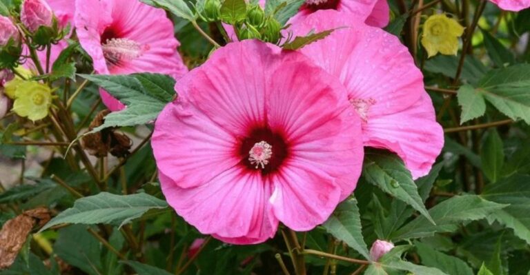 What Georgia Gardeners Should Do With Hardy Hibiscus Before Fall