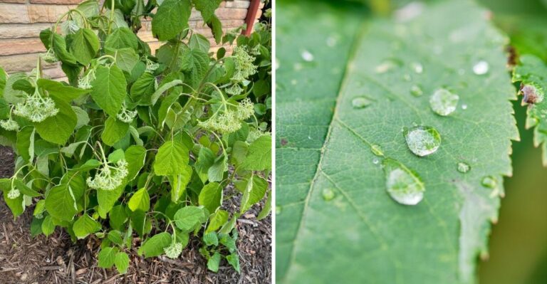 Your Hydrangea Looks Tired? Here’s The Simple Fix It’s Been Waiting For