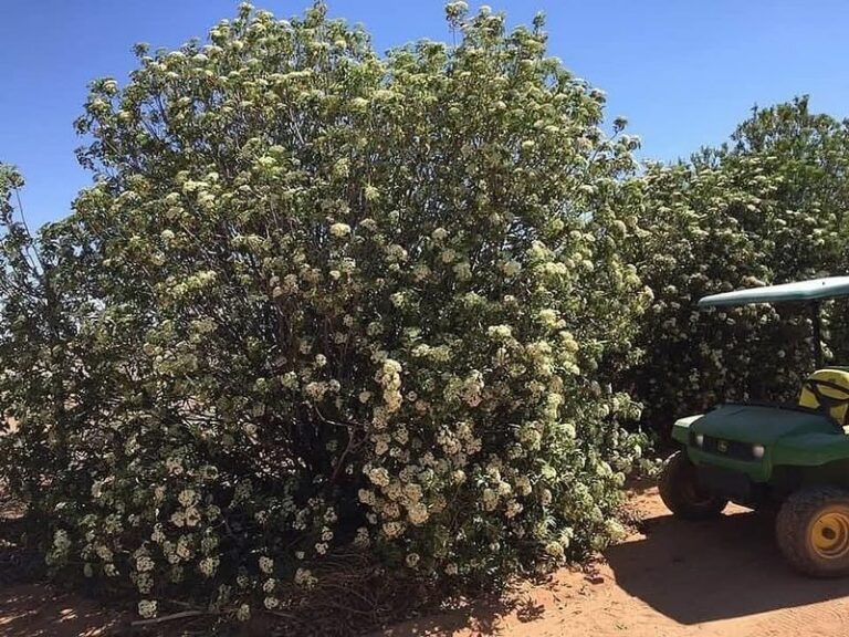 Skip Thirsty Photinia And Plant This Arizona Native Hedge That Screens Your Yard On No Water