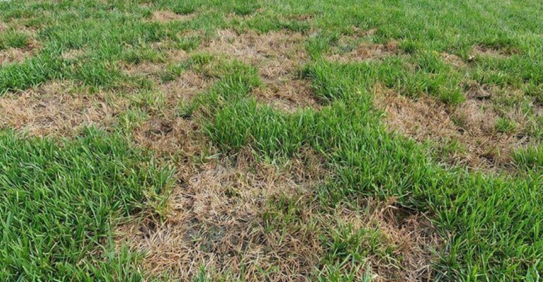 The First Thing To Check When Brown Patches Appear In Your Florida Lawn This September