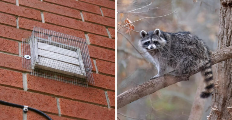 Why Georgia Homeowners Should Check Attics And Sheds For Raccoons This Fall
