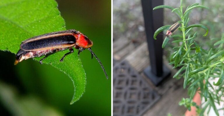 What It Means When Fireflies Disappear From Your Ohio Yard