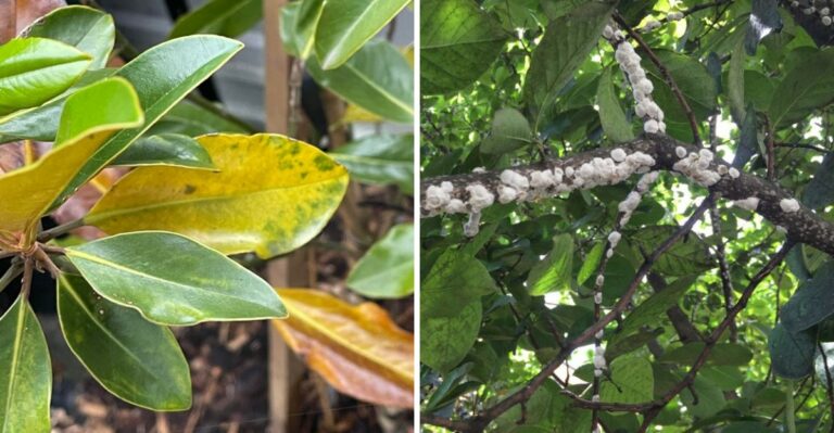 Why Georgia Magnolia Leaves May Start Turning Yellow In September