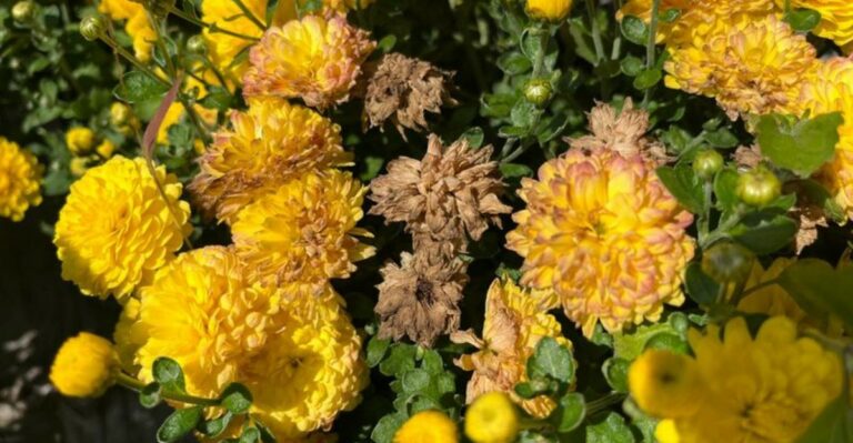 What Fading Michigan Mum Blooms Are Telling You About Your Plants