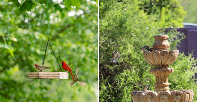 Alabama Birds Are Ignoring Feeders This Week For This Simple Backyard Feature