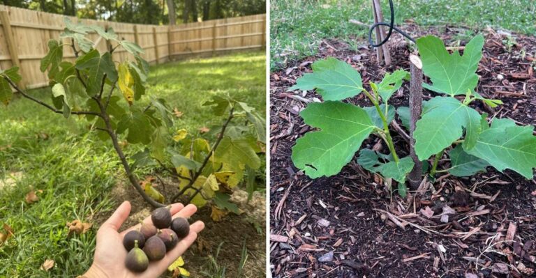 Why California Fig Trees Drop Unripe Fruit In Early Fall