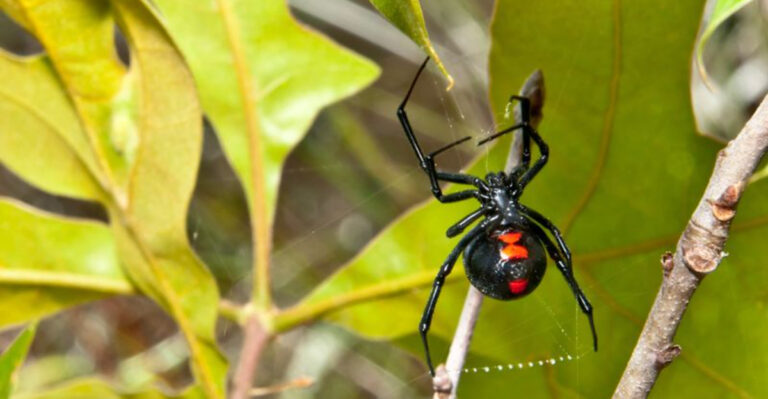 black widow