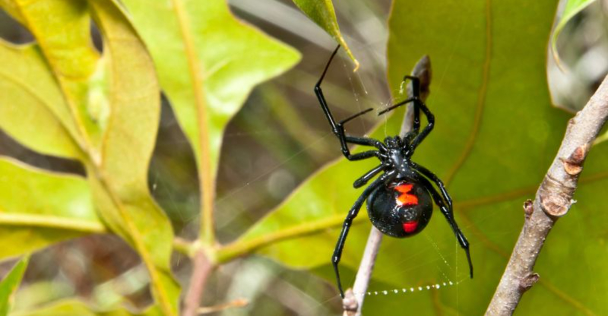 black widow
