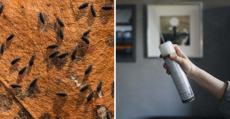 Tiny Jumping Bugs Small Enough To Slip Through Screens Are Showing Up On Iowa Windows This Fall